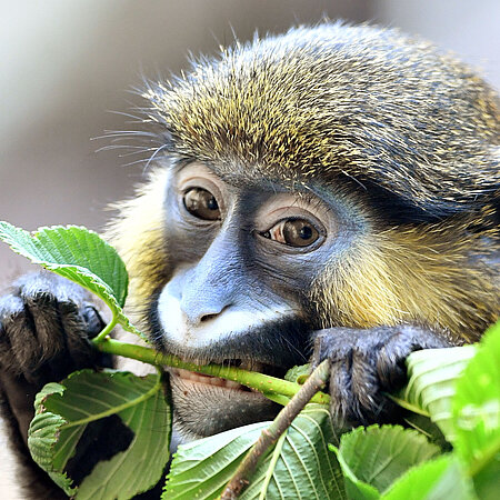 blue guenon cat In the picture a mustached guenon is eating a branch with green leaves.