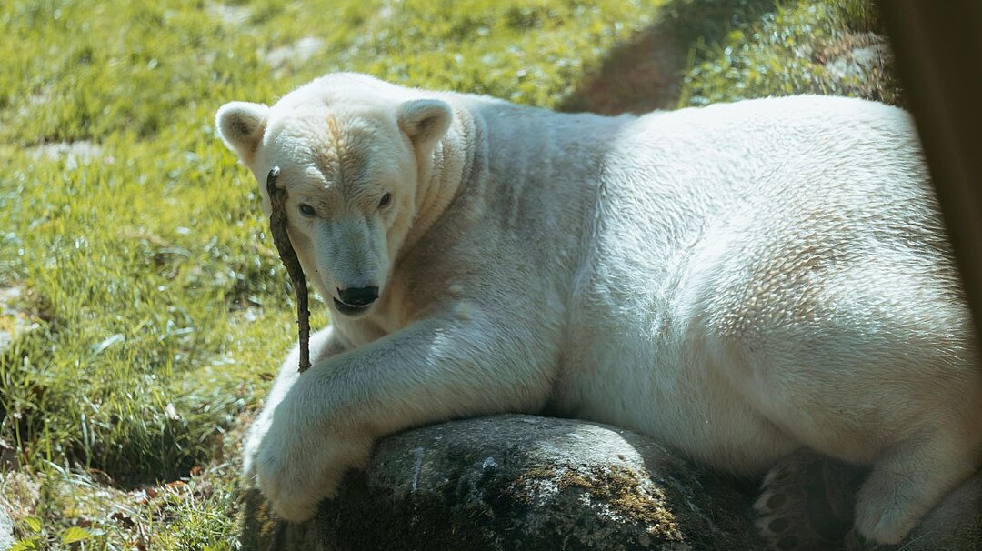 ein Eisbär im Tierpark Hellabrunn