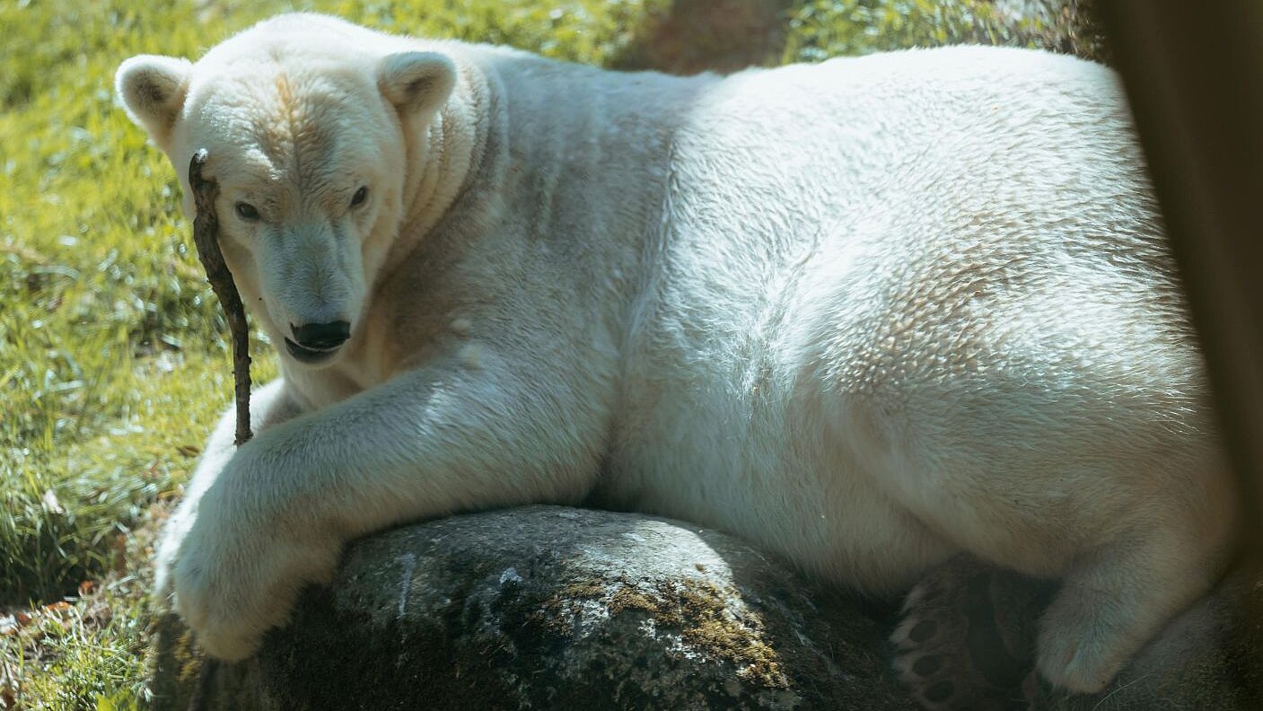 ein Eisbär im Tierpark Hellabrunn