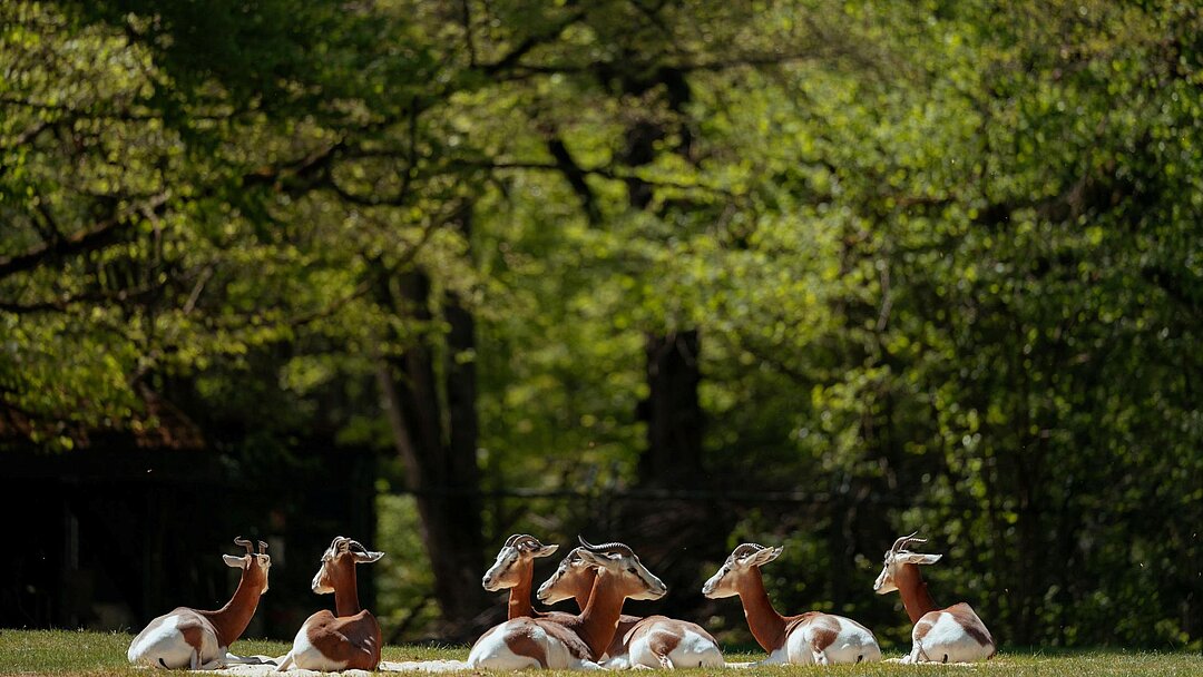 sieben Mhorrgazellen liegend auf der Außenanlage im Tierpark Hellabrunn 