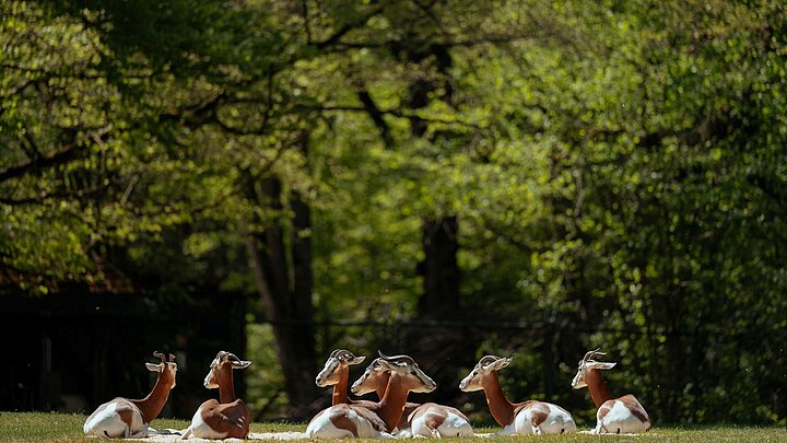 sieben Mhorrgazellen liegend auf der Außenanlage im Tierpark Hellabrunn