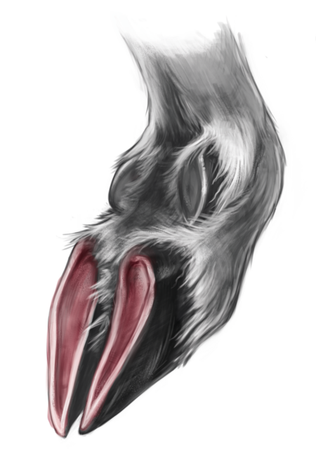 tph-alpengams-hufe-tierlexikon-europa Hoove of an alpine chamois