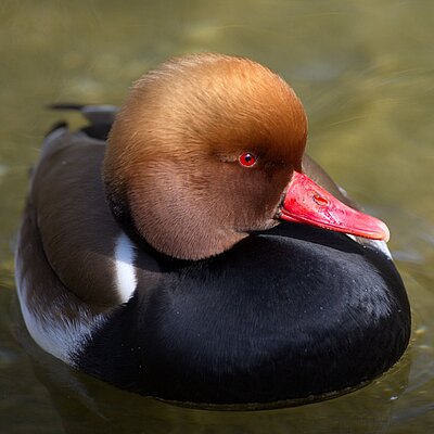 Ente mit großem braunen Kopfgefieder und roten Schnabel schwimmt auf dem Wasser. Das Brustgefieder ist schwarz.