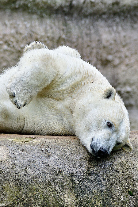 Eisbär