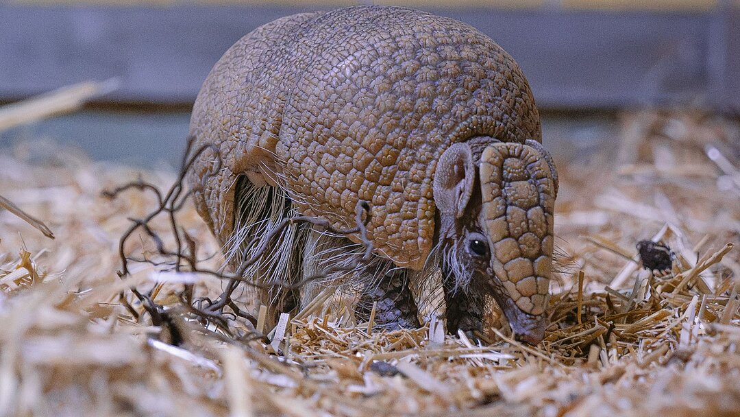 tierpark-hellabrunn-mia-san-tier-muenchen-suedliches-kugelguerteltier Südliches Kugelgürteltier