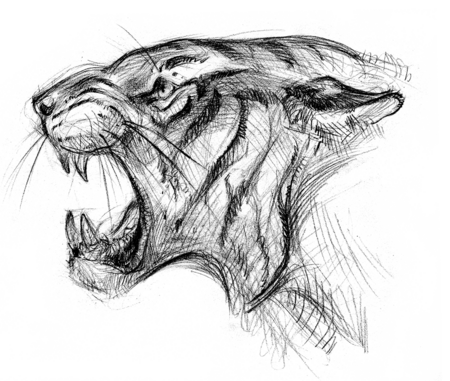 Das Bild zeigt eine Zeichnung von einem sibirischen Tigerkopf.