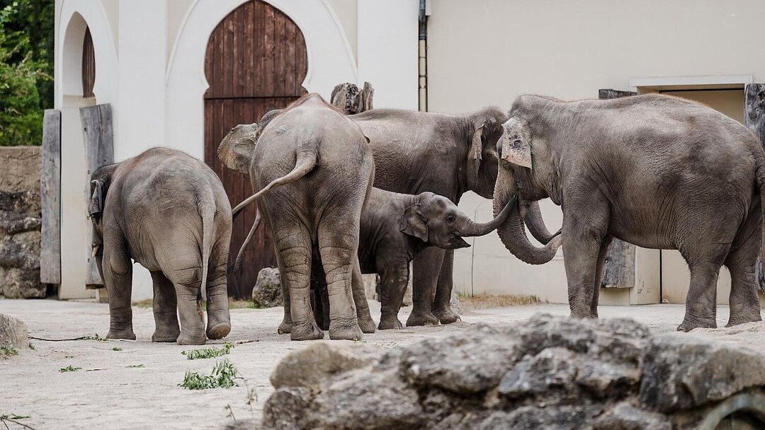 Rani und Savani lernen die Hellabrunner Elefantenherde kennen