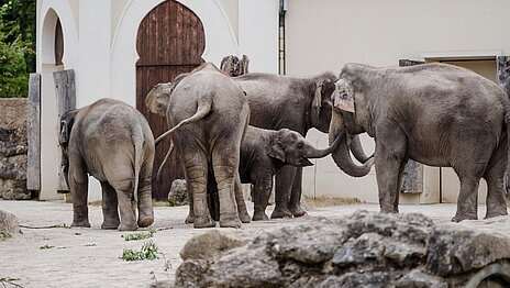 Rani und Savani lernen die Hellabrunner Elefantenherde kennen