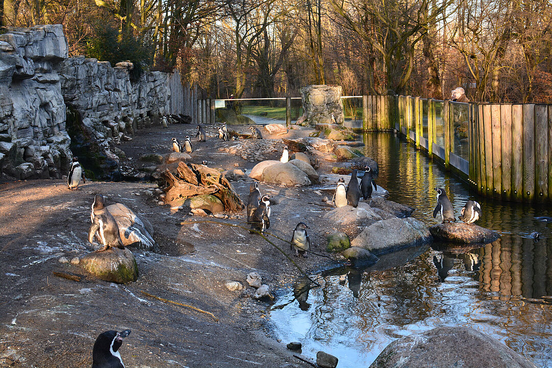 Several Humboldt penguins on their plant