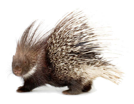 Ein Weißschwanz Stachelschwein das in die Kamera blickt.