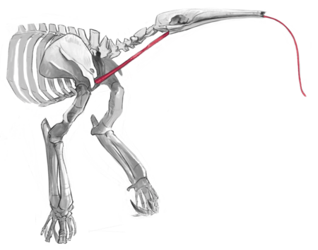 The picture shows the skeleton of a giant anteater. Marked with red is the strikingly long tongue.