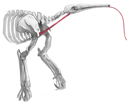 giant anteater The picture shows the skeleton of a giant anteater. Marked with red is the strikingly long tongue.
