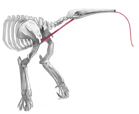 Das Bild zeigt das Skelett eines großen Ameisenbären. Mit Rot ist die auffällig lange Zunge markiert.