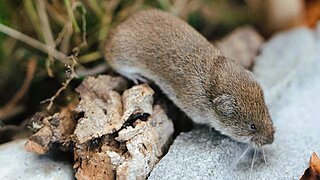 eine braune Bayerische Kurzohrmaus auf Nahrungssuche