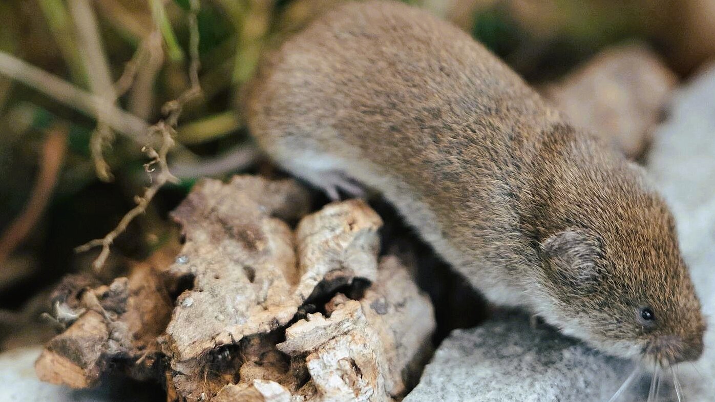 eine braue Bayerische Kurzohrmaus auf Nahrungssuche