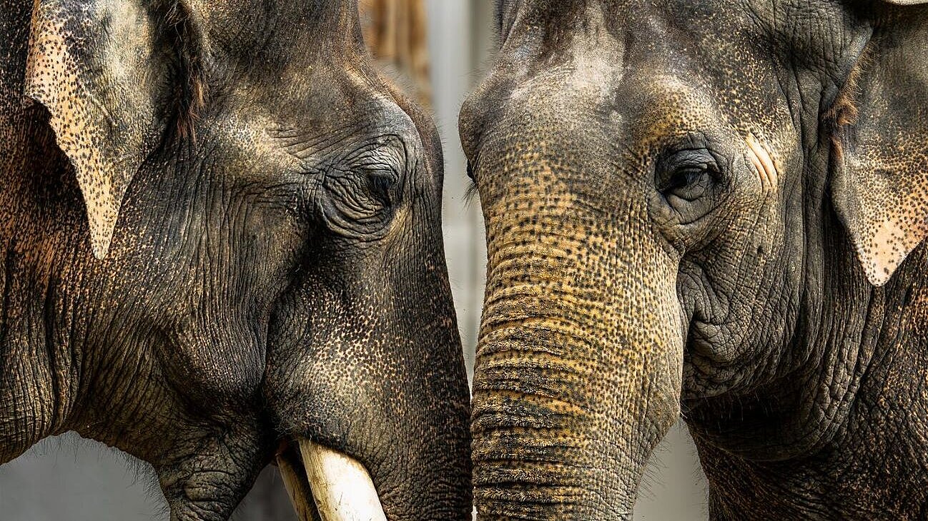 Gajendra und Mangala werden seit 30 Jahren im Tierpark Hellabrunn gepflegt