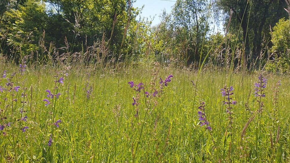 Bioptop Allacher Heide 