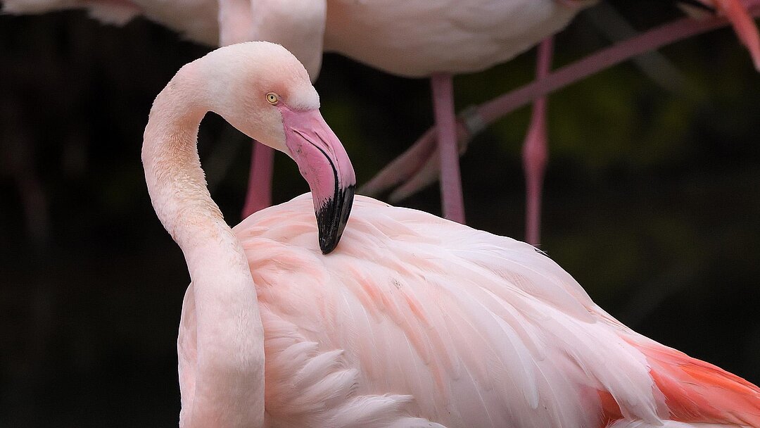 Ein rosa Flamingo