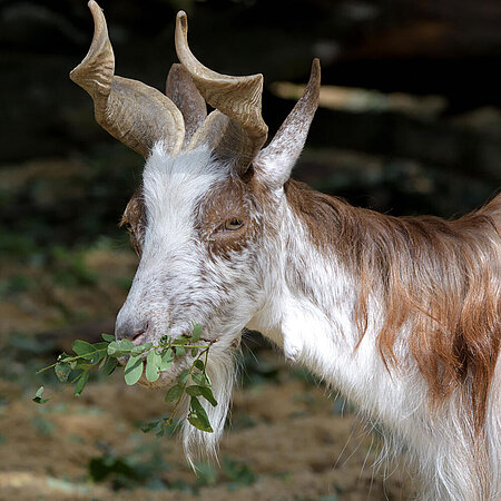 A portrait of a Girgentana goat feeding on a branch.