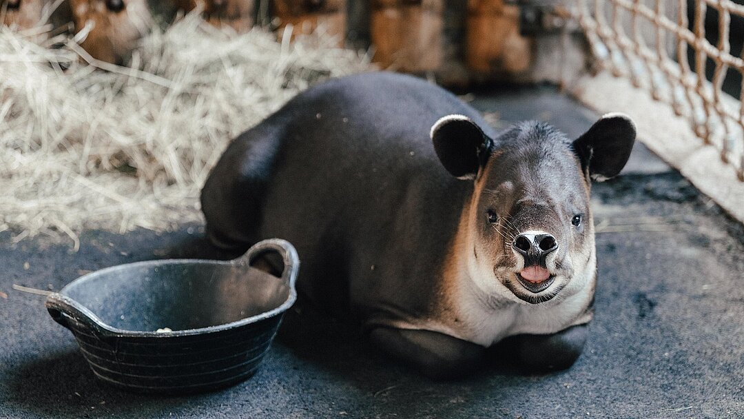 Der Mittelamerikanische Tapir 'Mattheo' in seiner Innenanlage im Münchner Tierpark Hellabrunn