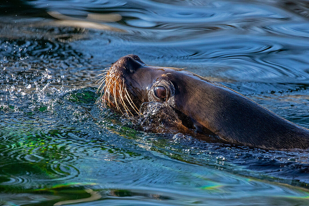 Eine Mähnenrobbe im Wasser.