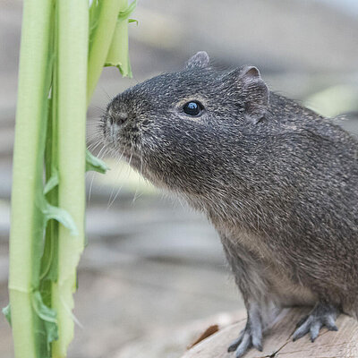 Ein Wildmeerschweinchen frisst von einem aus dem oberen Bildrand herunterhängendem Blatt.