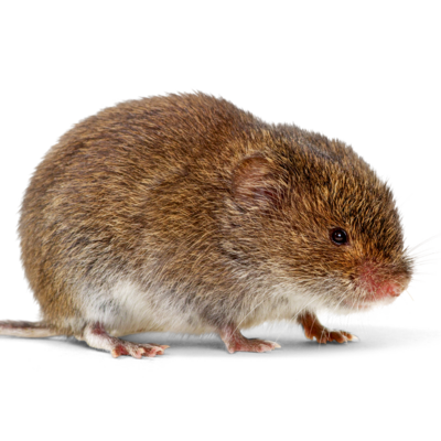 Eine bayerische Kurzohrmaus