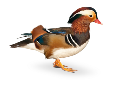 A mandarin duck is in profile.