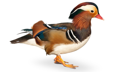 Mandarinente Eine Mandarinente steht im Profil.
