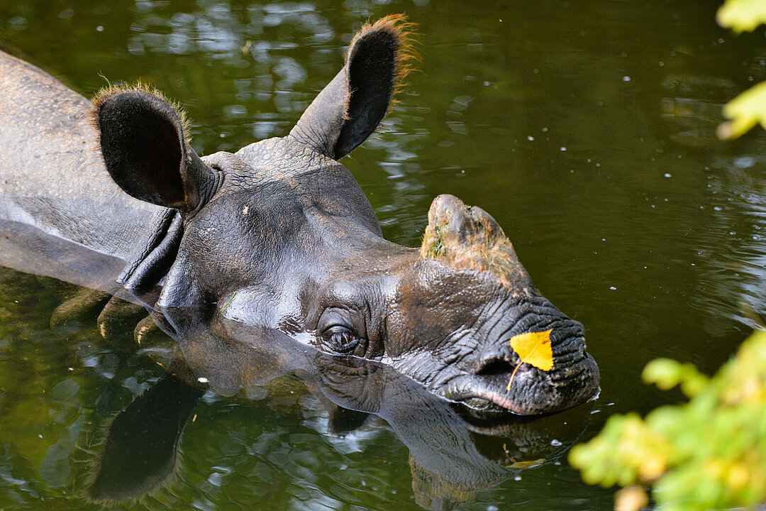 Ein Indisches Panzernashorn im Wasser