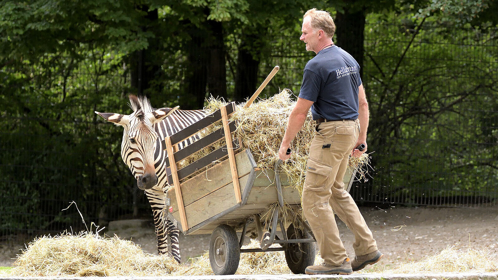 Tierpfleger mit Heukarre