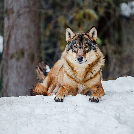Ein Wolf liegt im Schnee und blickt Richtung Kamera.