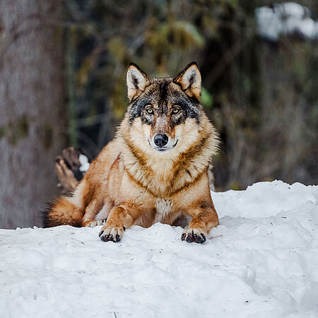 Ein Wolf liegt im Schnee und blickt Richtung Kamera.