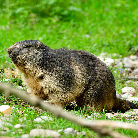 Ein Alpensteinmurmeltier sitzt auf einer Wiese im Tierpark Hellabrunn.