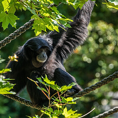 Ein Siamang sitzt auf einem Baum, umrandet von den grünen Blättern von letztderem. 