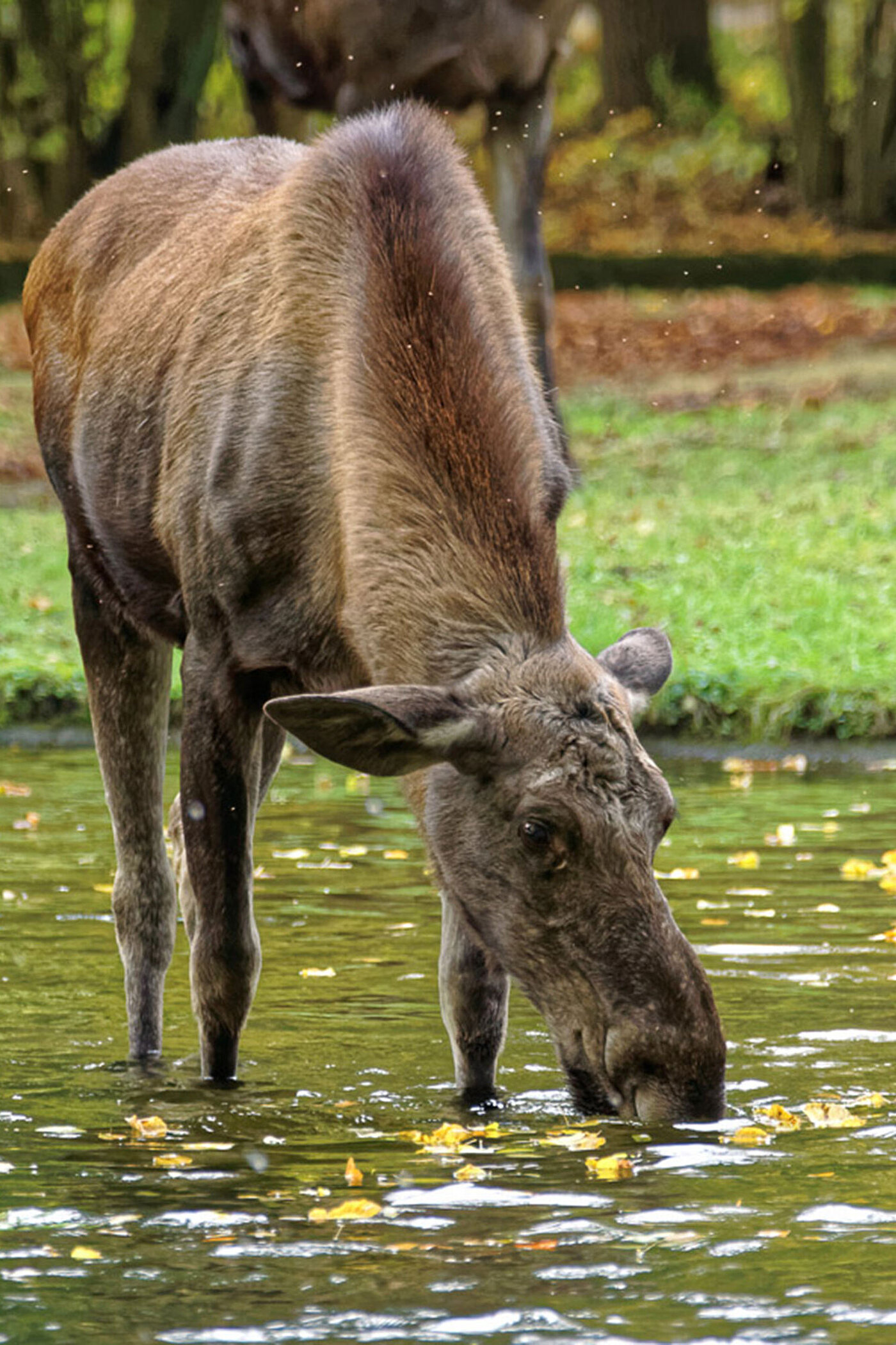 Hellabrunn begrüßt zwei neue Elche im Tierpark Tierpark Hellabrunn