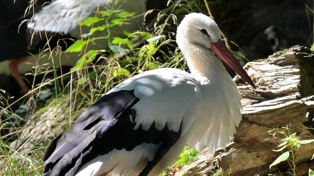 Storch einzeln Birgit Mohr