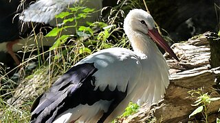 Stork single Birgit Mohr