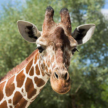 [Translate to English:] Eine der Giraffen im Tierpark Hellabrunn.