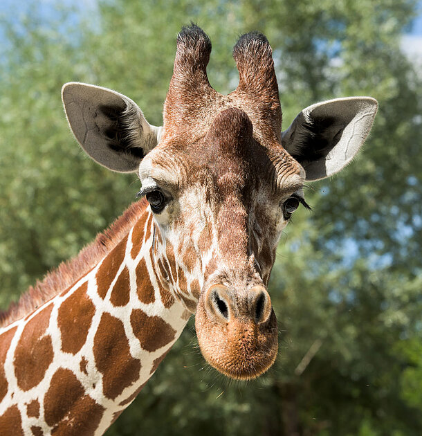 Eine Netzgiraffe im Tierpark Hellabrunn blickt in Richtung Besucher 