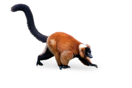 The image shows a running Red Ruffed Lemur running to the right side of the image.