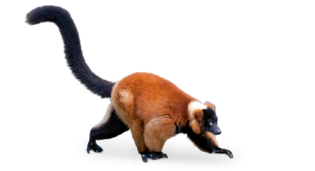 The image shows a running Red Ruffed Lemur running to the right side of the image.