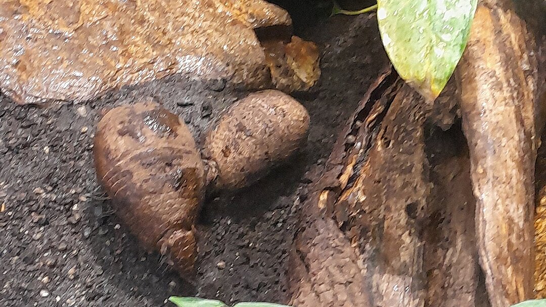 Jungtier des Südlichen Kugelgürteltiers im Tierpark Hellabrunn