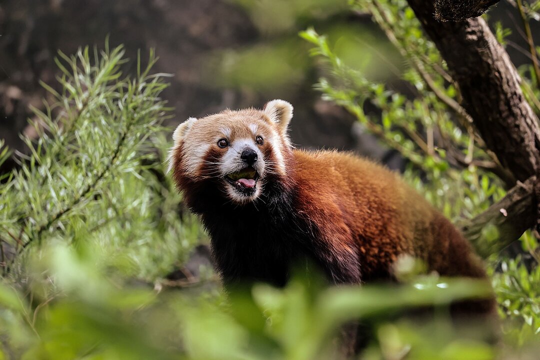 Ein kleiner roter Panda steht mitten im Grünen mit leicht geöffnetem Mund, wodurch ganz leicht die Zunge heraushängt.