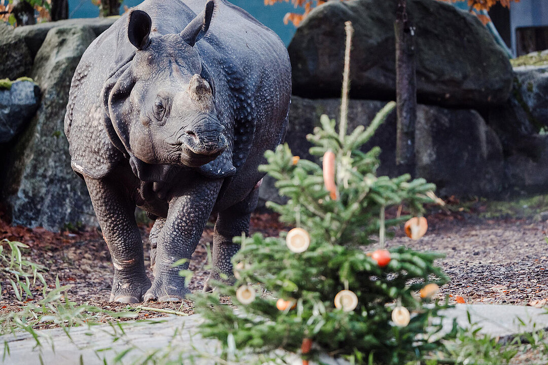 Ein Nashorn mit Christbaum.