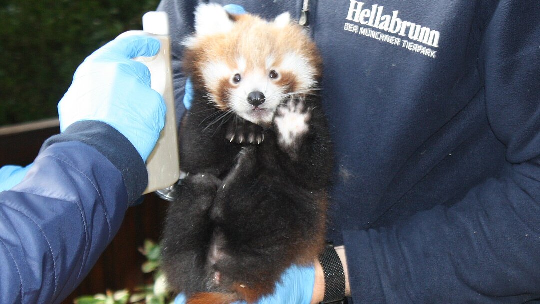 Red Panda Hellabrunn Zoo