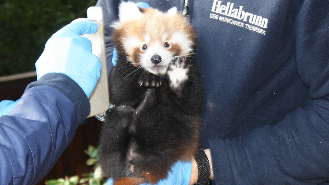 Tierpark Berlin tauft Roter-Panda-Bärchen: Ick bin dann mal Urs