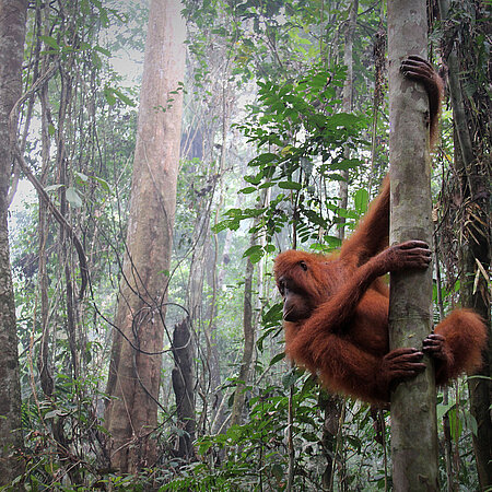Ein ausgewachsener Orang-Utan im Naturschutzgebiet.
