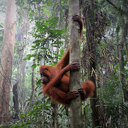 Ein ausgewachsener Orang-Utan im Naturschutzgebiet.