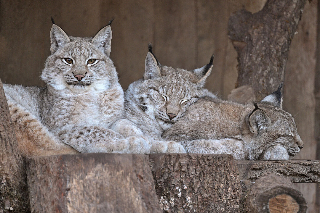 Three lynx siblings